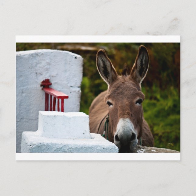 Portrait of a Donkey in Ireland Postcard (Front)