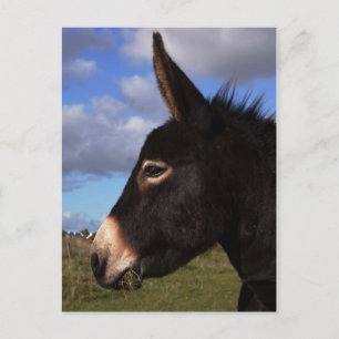 Portrait of a Donkey Postcard