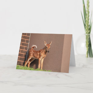Portrait of a Fawn (white-tailed deer) Card