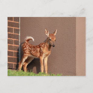 Portrait of a Fawn (white-tailed deer) Postcard