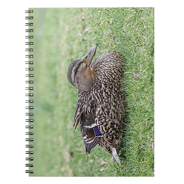 Portrait of a female mallard notebook (Front)