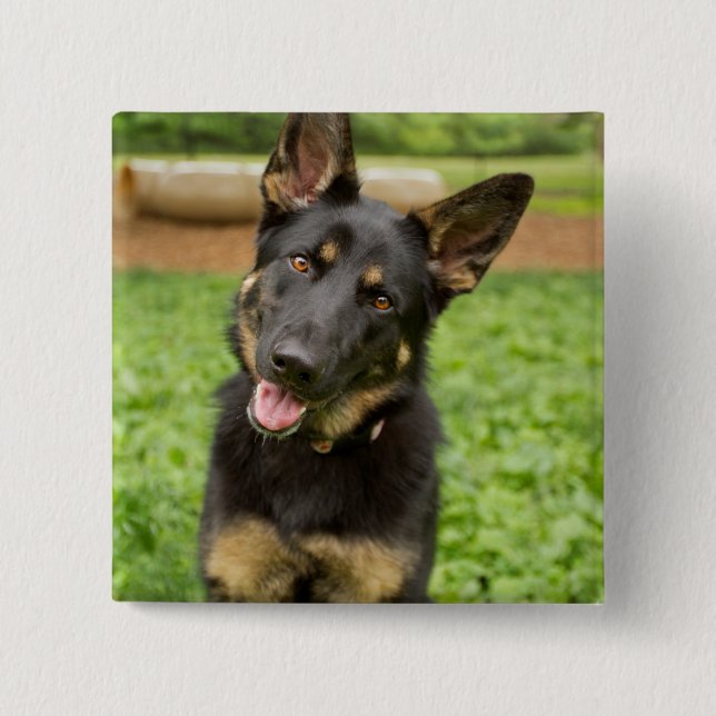 Portrait of a German Shepherd 2 Inch Square Button (Front)
