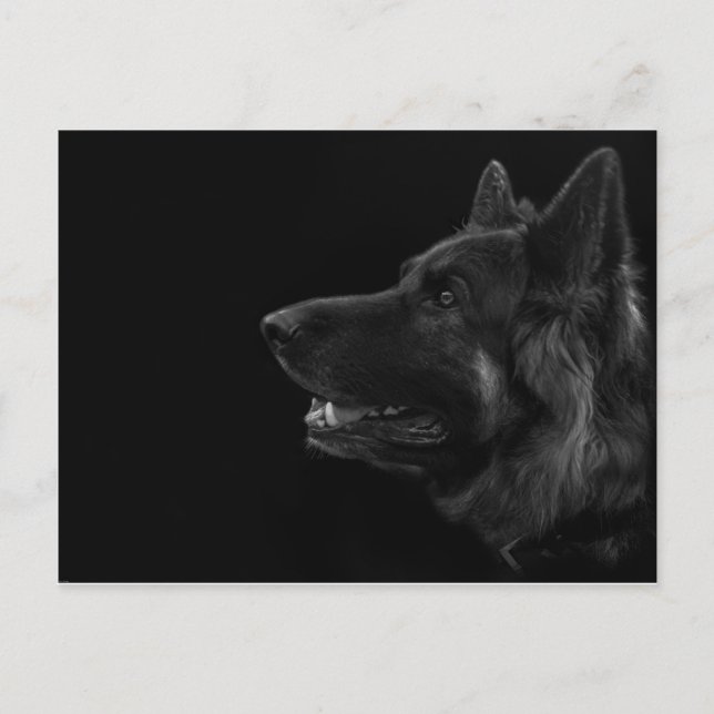 Portrait of a german shepherd dog postcard (Front)