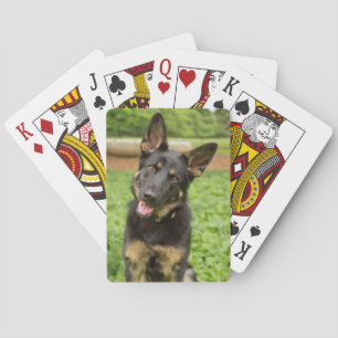 Portrait of a German Shepherd Playing Cards