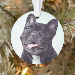 Portrait of a Happy French Bulldog Ornament