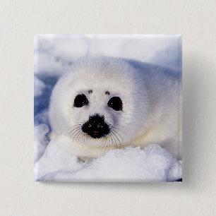 Portrait of a Harp Seal Pup 2 Inch Square Button