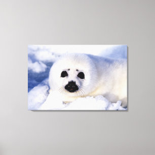 Portrait of a Harp Seal Pup Canvas Print