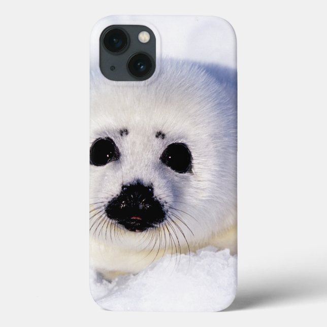 Portrait of a Harp Seal Pup Case-Mate iPhone Case (Back)