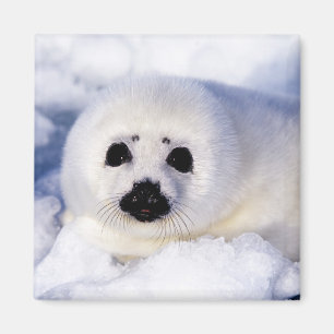 Portrait of a Harp Seal Pup Magnet