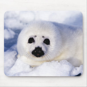 Portrait of a Harp Seal Pup Mouse Pad