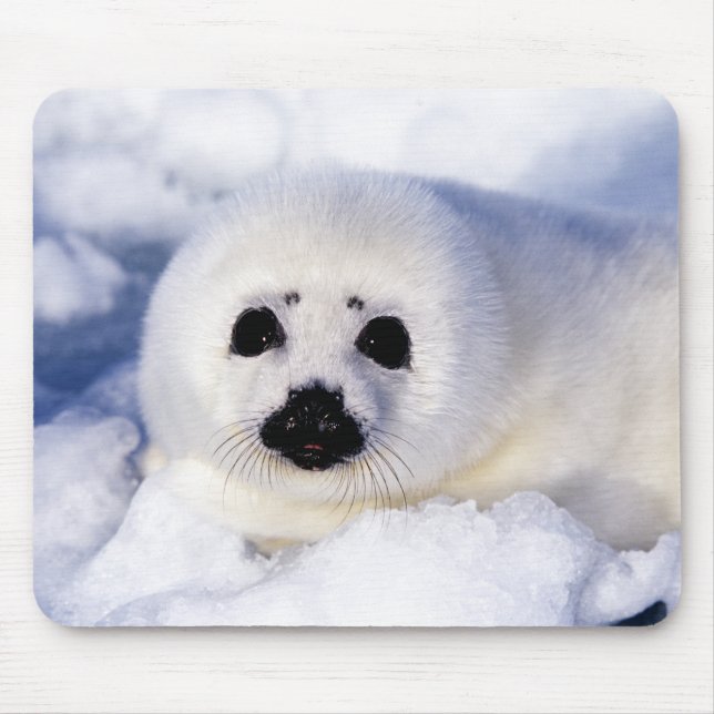 Portrait of a Harp Seal Pup Mouse Pad (Front)