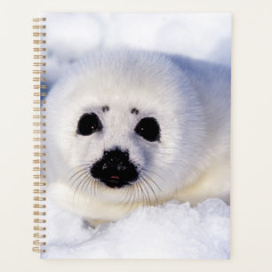 Portrait of a Harp Seal Pup Planner