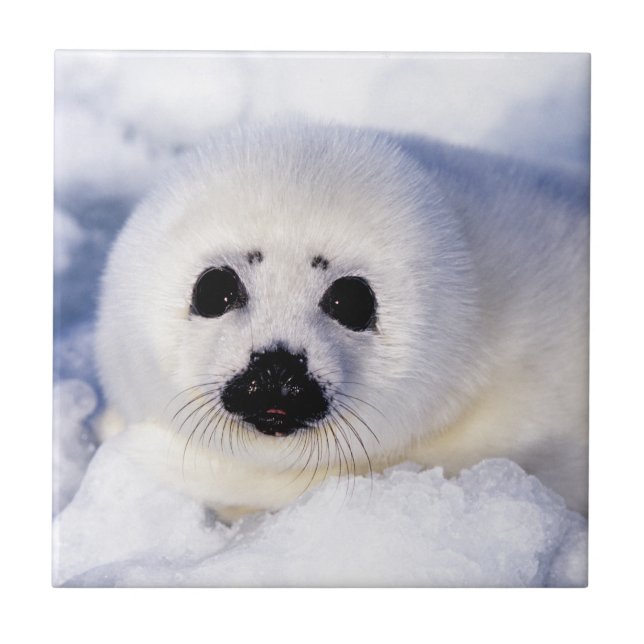 Portrait of a Harp Seal Pup Tile (Front)