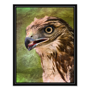 Portrait of a Hawk Photo Print