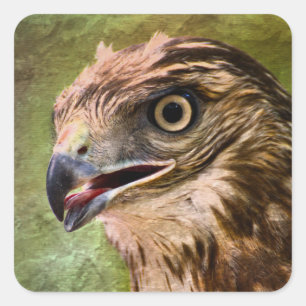Portrait of a Hawk Square Sticker