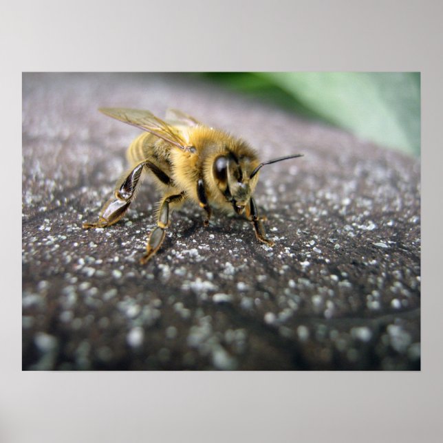 Portrait of a Honey Bee Poster (Front)