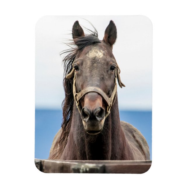 Portrait of a horse magnet (Vertical)