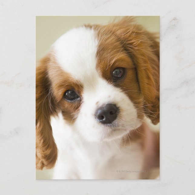 Portrait of a King Charles Spaniel puppy Postcard (Front)
