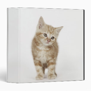 Portrait of a kitten binder