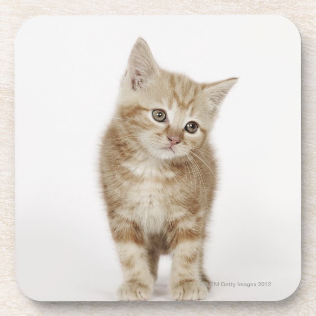 Portrait of a kitten coaster (Front)
