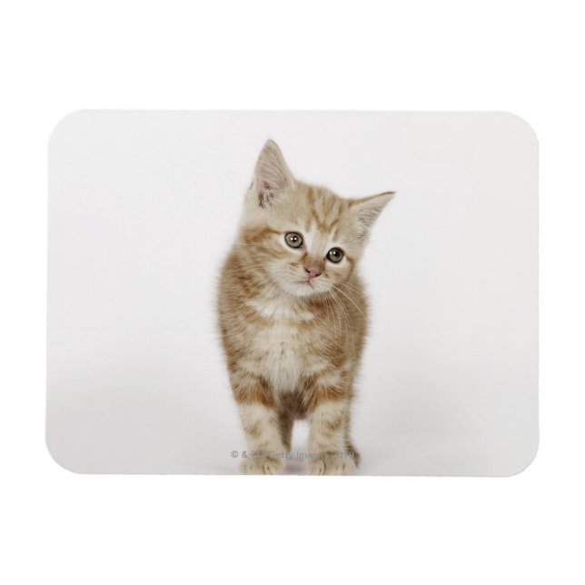Portrait of a kitten magnet (Horizontal)