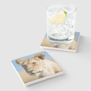 Portrait of a lioness against blue sky photo stone coaster