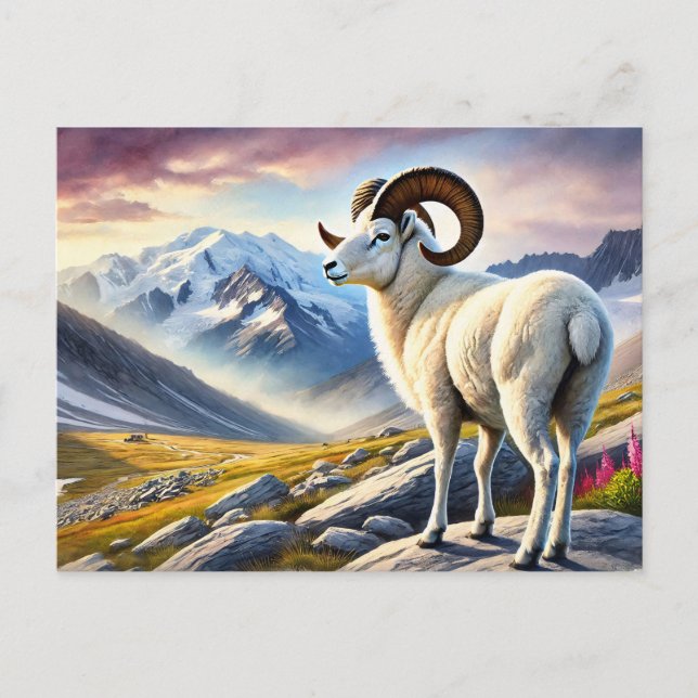 Portrait of a Majestic Dall Ram Postcard (Front)