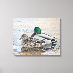 Portrait of a male and female mallard canvas print