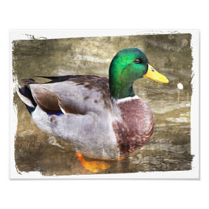 Portrait of a male mallard photo print