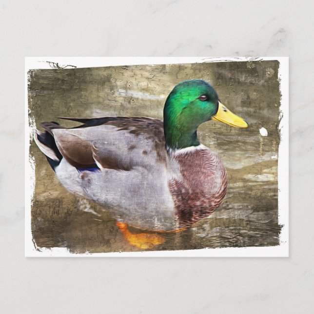 Portrait of a male mallard postcard (Front)