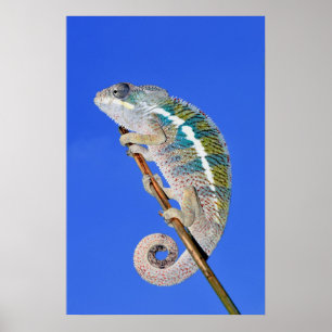 portrait of a male panther chameleon poster