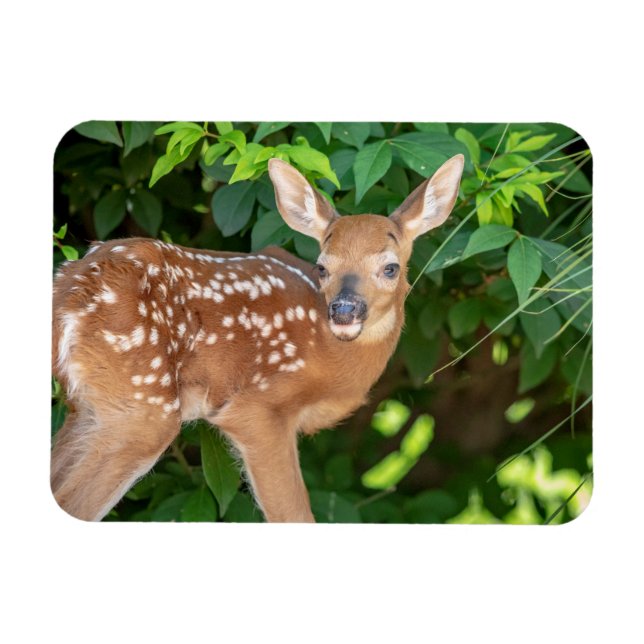 Portrait of a Newborn Fawn (white-tailed deer) Magnet (Horizontal)