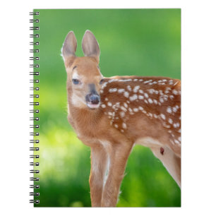 Portrait of a Newborn Fawn (white-tailed deer) Notebook