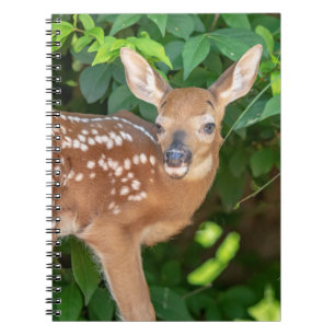 Portrait of a Newborn Fawn (white-tailed deer) Notebook
