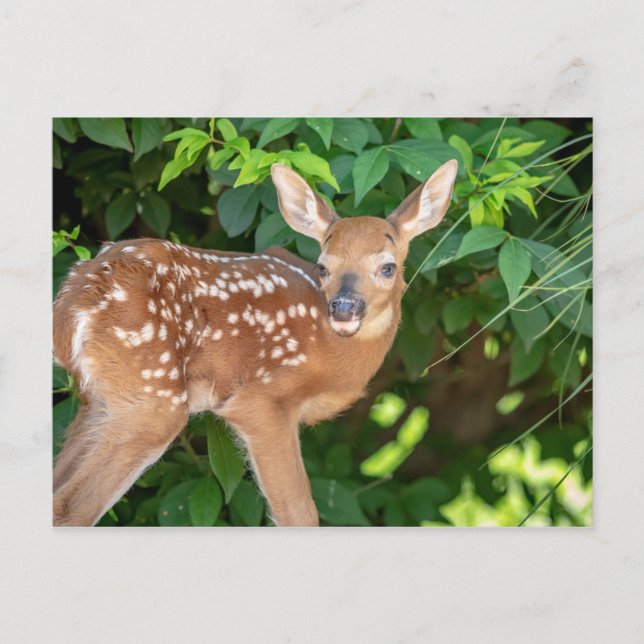 Portrait of a Newborn Fawn (white-tailed deer) Postcard (Front)
