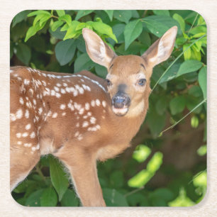 Portrait of a Newborn Fawn (white-tailed deer) Square Paper Coaster