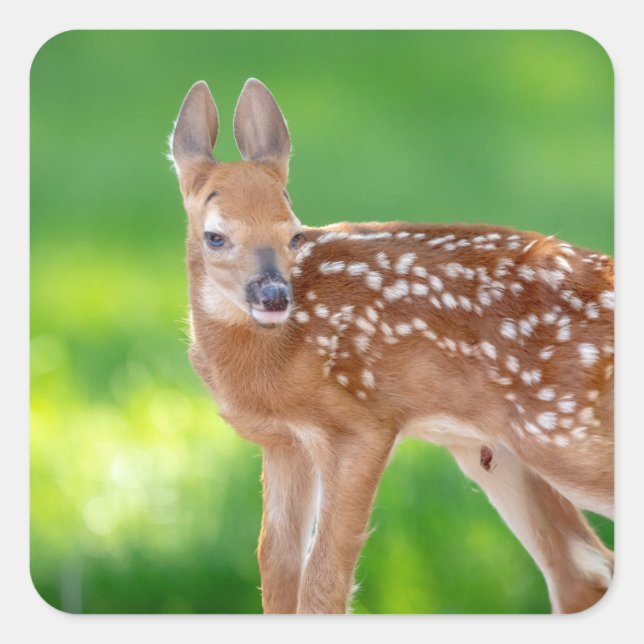 Portrait of a Newborn Fawn (white-tailed deer) Square Sticker (Front)