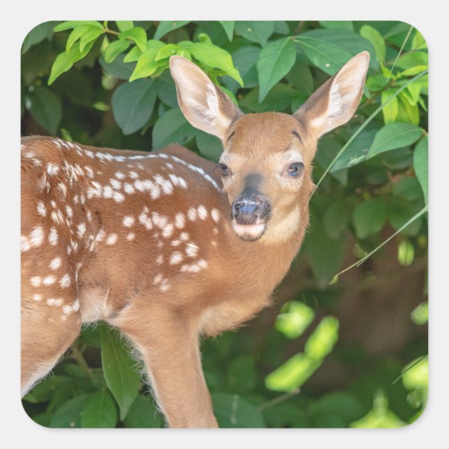 Portrait of a Newborn Fawn (white-tailed deer) Square Sticker (Front)