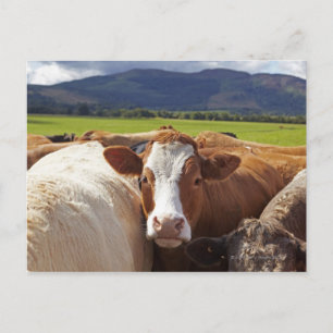 Portrait of a pair of cows in field in the postcard