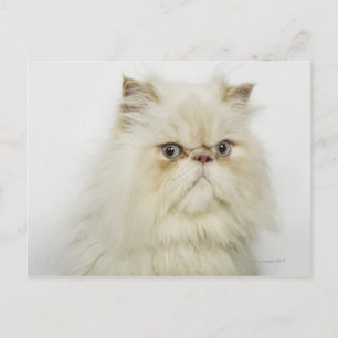 Portrait of a Persian cat Postcard