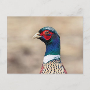 Portrait of a pheasant postcard