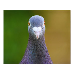 Portrait Of A Pigeon  Photo Print