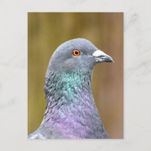 Portrait Of A Pigeon  Postcard