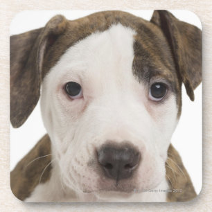 Portrait of a pitbull puppy coaster
