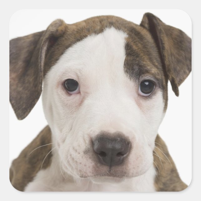 Portrait of a pitbull puppy square sticker (Front)