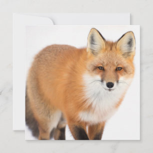 Portrait of a Red Fox Holiday Card