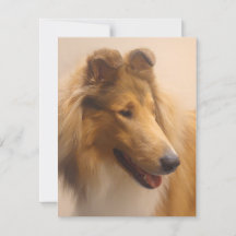 Portrait of a Rough Sable Collie