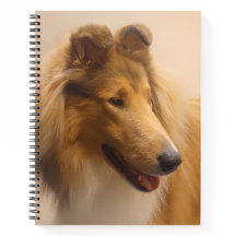 Portrait of a Rough Sable Collie