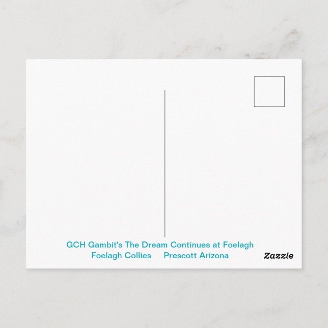 Portrait of a Rough Sable Collie Postcard (Back)