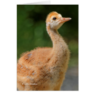 Portrait of a Sandhill Crane Colt